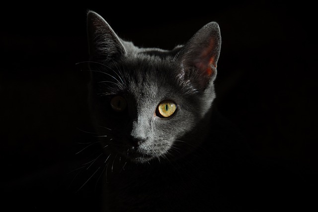 kočka ve tmě